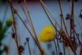 Yellow flowers Royalty Free Stock Photo