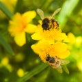 Yellow flowers and buds from