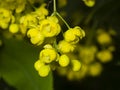 Yellow flowers and buds cluster on blooming Common or European Barberry, Berberis Vulgaris