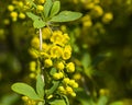 Yellow flowers and buds cluster on blooming Common or European Barberry, Berberis Vulgaris, macro, selective focus Royalty Free Stock Photo