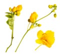 Yellow Flowers and buds of isolated on white Royalty Free Stock Photo