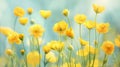 Yellow flowers and buds on stems, smudged, light green background. Flower field. Flowering flowers, a symbol of spring, new life Royalty Free Stock Photo