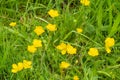 Yellow flowers of bulbous buttercup, ranunculus bulbosus, also known as st. anthony\'s turnip, Netherlands Royalty Free Stock Photo