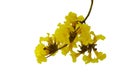 Yellow flowers bunch tree twig of Tabebuia or golden trumpet tree Handroanthus chrysanthus the tropical forest deciduous