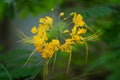 Yellow Flowers