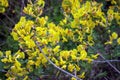 Beautiful yellow flowers on a bush branch. Cytisus scoparius, the common broom or Scotch broom Royalty Free Stock Photo