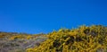 Yellow flowers bush, rocky landscape in springtime, blue clear sky background. Greece Royalty Free Stock Photo