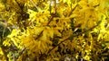 Yellow flowers on the bushes