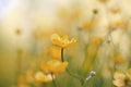 Yellow flowers of buttercups in the field Royalty Free Stock Photo