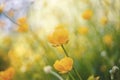 Yellow flowers of buttercups in the field Royalty Free Stock Photo
