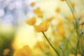 Yellow flowers of buttercups in the field Royalty Free Stock Photo