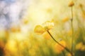 Yellow flowers of buttercups in the field Royalty Free Stock Photo