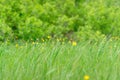 Yellow flowers buttercups on a green meadow Royalty Free Stock Photo