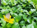 Yellow flowers and butterflies with green leaf background Royalty Free Stock Photo