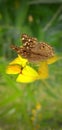 Yellow flowers is butterfly is very beautiful