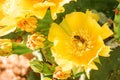 Yellow flowers on a cactus are blooming bright color