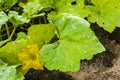 Yellow Flowers Of The Calabaza Pumpkin Vine Royalty Free Stock Photo