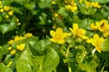 Yellow flowers of Caltha palustris marsh-marigold or kingcup, close-up Royalty Free Stock Photo