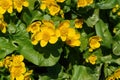 Yellow flowers of Caltha palustris marsh-marigold or kingcup, close-up Royalty Free Stock Photo