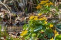 Yellow flowers Caltha palustris (marsh-marigold, kingcup) near the water in spring day Royalty Free Stock Photo