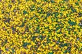 Yellow flowers of Caribbean trumpet tree Tabebuia aurea scattered on ground - Pembroke Pines, Florida, USA Royalty Free Stock Photo