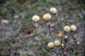 The yellow flowers of carline thistle (Carlina vulgaris) in early spring Royalty Free Stock Photo