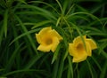 Yellow flowers of Cascabela thevetia.