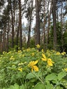 yellow flowers of celandine against the background of pine trunks on a summer day.