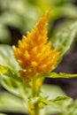 Yellow flowers Celosia argentea plumosa, panicle inflorescence large plantation of amaranth. Selosia fire flower
