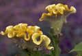 Yellow flowers celosia, similar to rooster scallop.Close-up