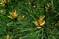 Yellow flowers in centre of spiked branches of large coniferous evergreen tree of Pinus family