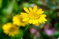 Yellow flowers chamomile dye in the garden, anthemis tinctoria