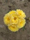 Yellow Flowers Chrysanthemum Morgana Mums