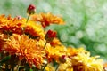 Yellow flowers chrysanthemums blooming on the flowerbed in the p