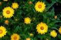 Yellow flowers of chrysanths in a garden Royalty Free Stock Photo