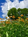 Yellow flowers with church steeple Royalty Free Stock Photo