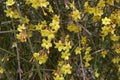 Yellow flowers close up of Jasminum nudiflorum