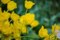 Yellow flowers close up Royalty Free Stock Photo