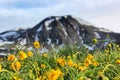 Yellow flowers close-up in mountains