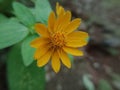 Yellow flowers in clouse up