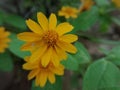 Yellow flowers in clouse up