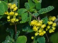 Yellow flowers cluster on blooming Common or European Barberry, Berberis Vulgaris, macro with raindrops, selective focus Royalty Free Stock Photo