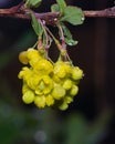 Yellow flowers cluster on blooming Common or European Barberry, Berberis Vulgaris, macro with raindrops, selective focus Royalty Free Stock Photo