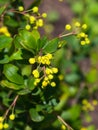 Yellow flowers cluster on blooming Common or European Barberry, Berberis Vulgaris, macro, selective focus, shallow DOF Royalty Free Stock Photo