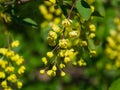 Yellow flowers cluster on blooming Common or European Barberry, Berberis Vulgaris, macro, selective focus, shallow DOF Royalty Free Stock Photo