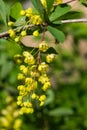 Yellow flowers cluster on blooming Common or European Barberry, Berberis Vulgaris, macro, selective focus, shallow DOF