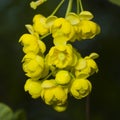 Yellow flowers cluster on blooming Common or European Barberry, Berberis Vulgaris, macro, selective focus, shallow DOF Royalty Free Stock Photo