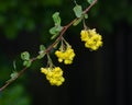 Yellow flowers clusters on blooming Common or European Barberry Berberis Vulgaris, macro with raindrops, selective focus Royalty Free Stock Photo