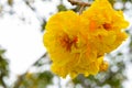 Yellow flowers of Cochlospermum Regium Royalty Free Stock Photo