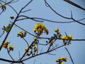 Yellow flowers of Cochlospermum regium, Cotton Tree, Yellow Silk Cotton, Butter Cup, Torchwood blossoming on the branches under